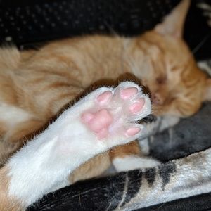 Meet your Posher, Bianca